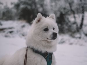 Preview wallpaper dog, muzzle, white