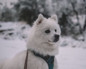 Preview wallpaper dog, muzzle, white