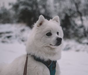 Preview wallpaper dog, muzzle, white