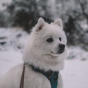 Preview wallpaper dog, muzzle, white
