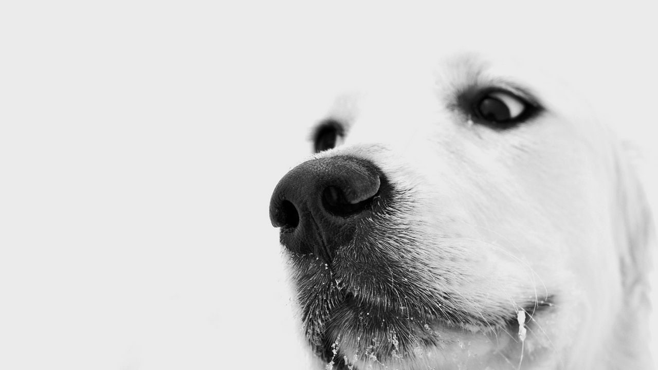 Wallpaper dog, muzzle, white, nose