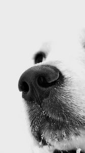 Preview wallpaper dog, muzzle, white, nose