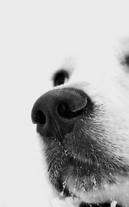 Preview wallpaper dog, muzzle, white, nose