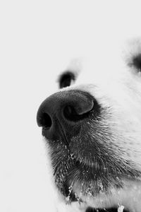 Preview wallpaper dog, muzzle, white, nose