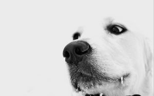 Preview wallpaper dog, muzzle, white, nose
