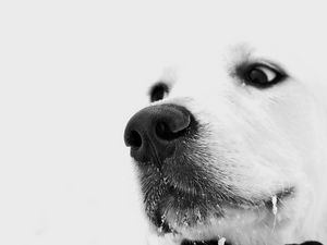 Preview wallpaper dog, muzzle, white, nose