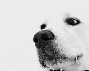 Preview wallpaper dog, muzzle, white, nose