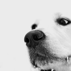 Preview wallpaper dog, muzzle, white, nose