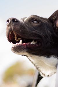 Preview wallpaper dog, muzzle, window, wind