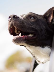 Preview wallpaper dog, muzzle, window, wind