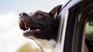 Preview wallpaper dog, muzzle, window, wind