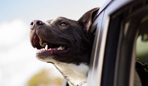 Preview wallpaper dog, muzzle, window, wind