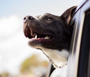 Preview wallpaper dog, muzzle, window, wind