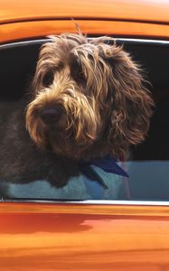 Preview wallpaper dog, muzzle, window, car