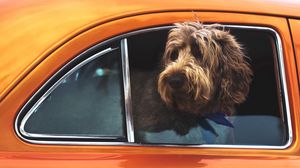 Preview wallpaper dog, muzzle, window, car