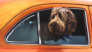 Preview wallpaper dog, muzzle, window, car