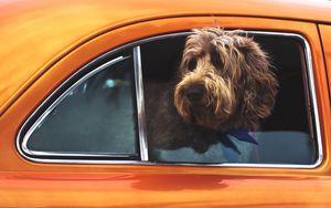 Preview wallpaper dog, muzzle, window, car