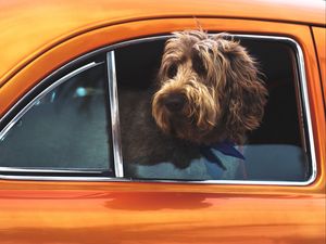 Preview wallpaper dog, muzzle, window, car