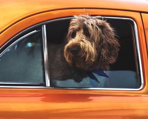 Preview wallpaper dog, muzzle, window, car