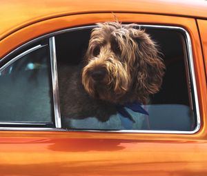 Preview wallpaper dog, muzzle, window, car