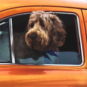 Preview wallpaper dog, muzzle, window, car