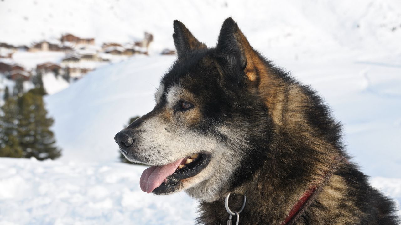 Wallpaper dog, muzzle, winter, snow