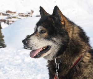 Preview wallpaper dog, muzzle, winter, snow