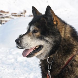 Preview wallpaper dog, muzzle, winter, snow