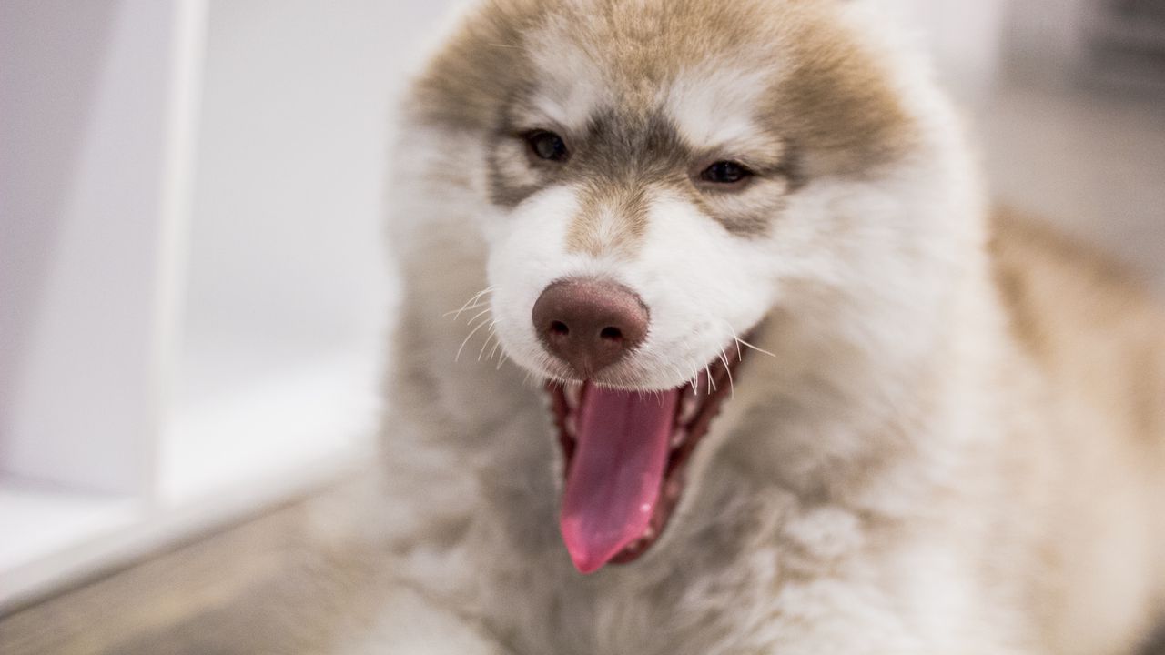 Wallpaper dog, muzzle, yawn