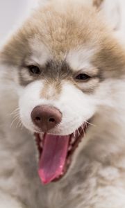 Preview wallpaper dog, muzzle, yawn