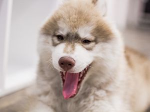 Preview wallpaper dog, muzzle, yawn