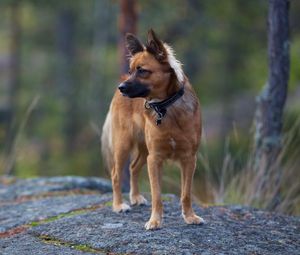 Preview wallpaper dog, nature, background