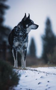 Preview wallpaper dog, nature, snow, pet, glance
