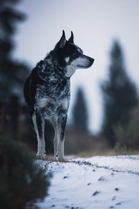 Preview wallpaper dog, nature, snow, pet, glance