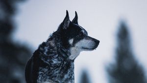 Preview wallpaper dog, nature, snow, pet, glance