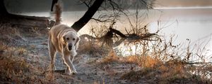 Preview wallpaper dog, nature, walk, run