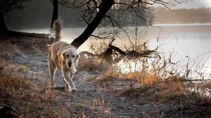 Preview wallpaper dog, nature, walk, run