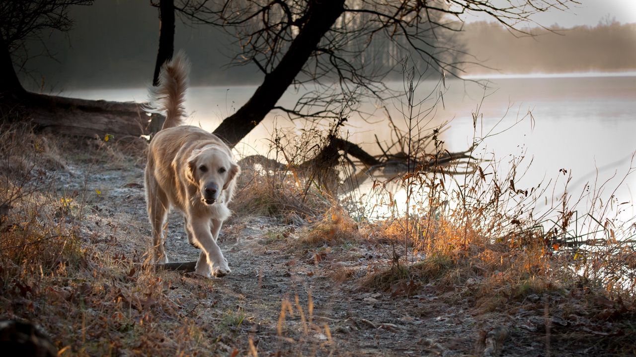 Wallpaper dog, nature, walk, run hd, picture, image