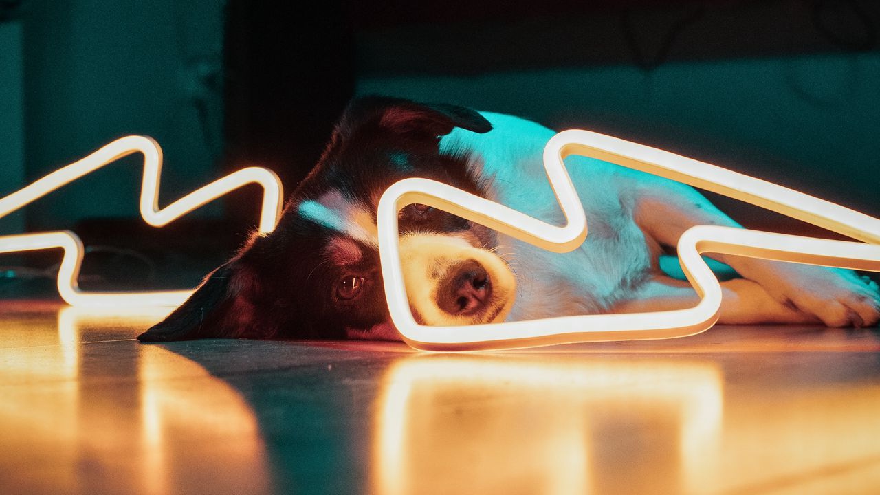 Wallpaper dog, neon, light, pet
