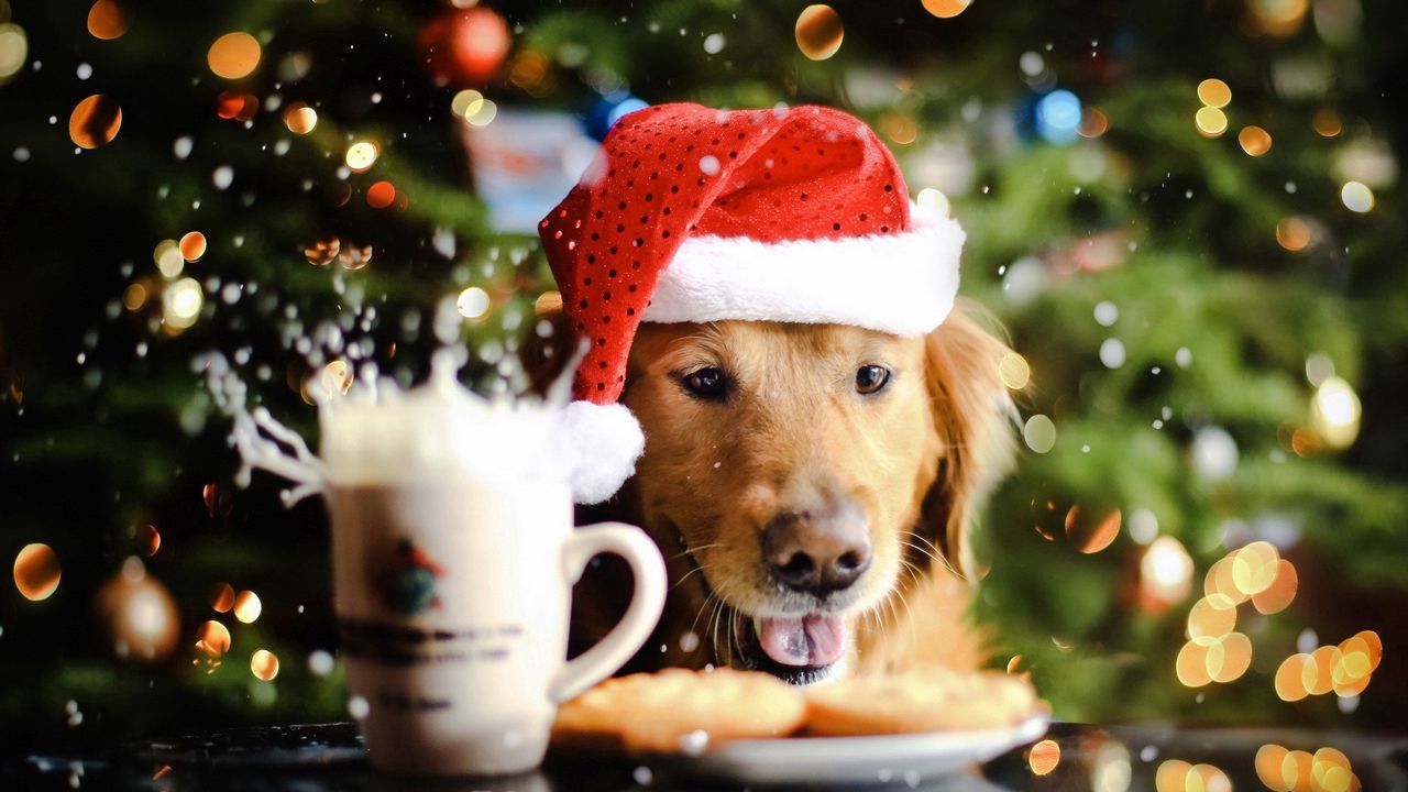 Wallpaper dog, new year, drink, food, hat, spray
