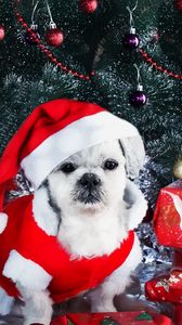 Preview wallpaper dog, new year, gifts, christmas tree, ornaments