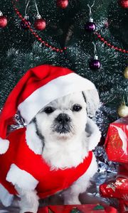 Preview wallpaper dog, new year, gifts, christmas tree, ornaments