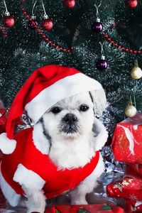 Preview wallpaper dog, new year, gifts, christmas tree, ornaments