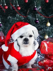 Preview wallpaper dog, new year, gifts, christmas tree, ornaments