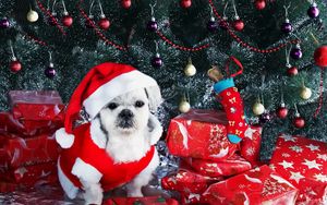 Preview wallpaper dog, new year, gifts, christmas tree, ornaments
