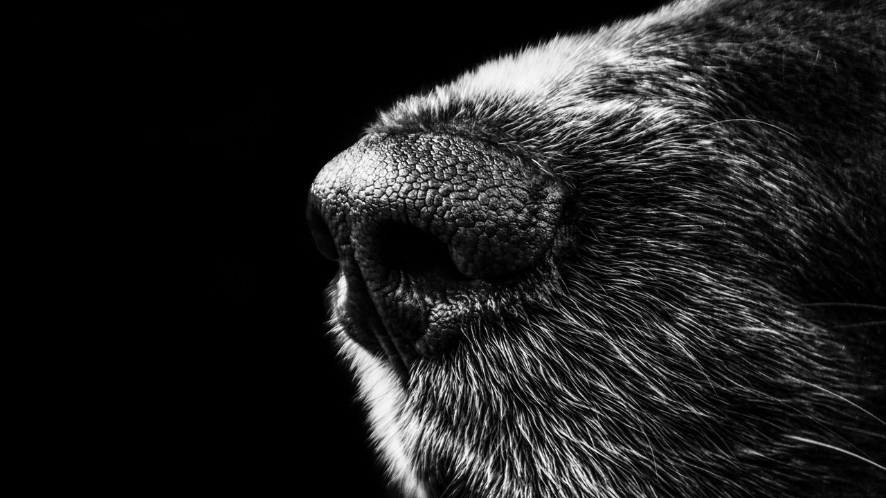 Wallpaper dog, nose, bw