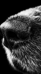 Preview wallpaper dog, nose, bw