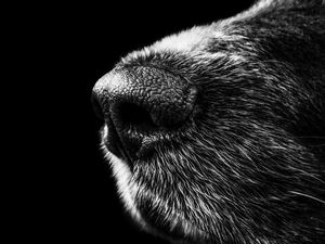 Preview wallpaper dog, nose, bw