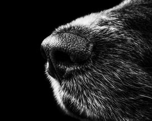 Preview wallpaper dog, nose, bw