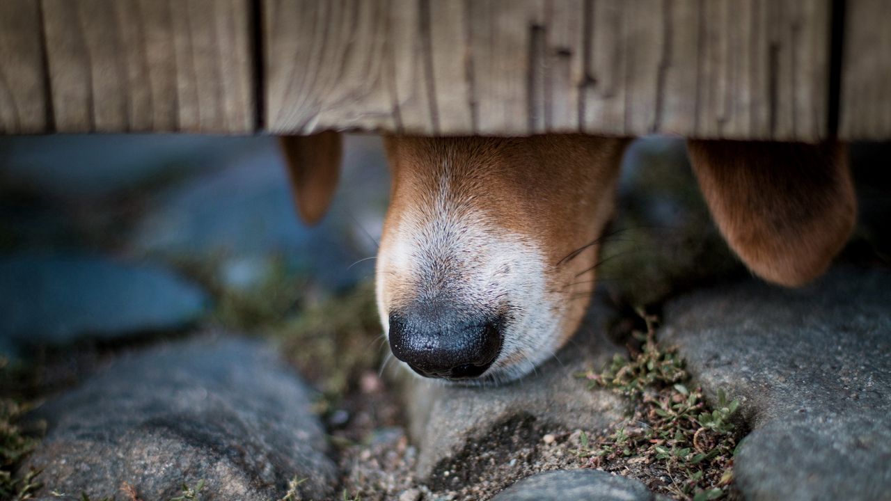 Wallpaper dog, nose, close-up